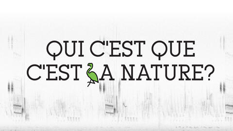 Qui c'est que c'est Header