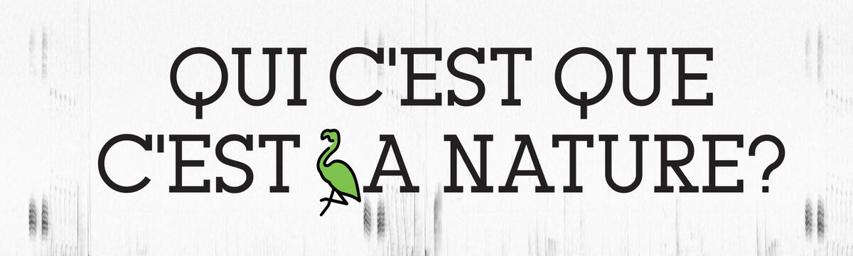 Qui c'est que c'est Header