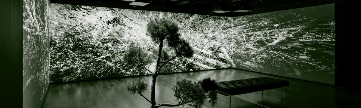 Les arbres communiquent entre eux