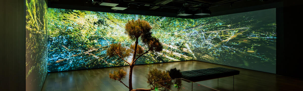 Les arbres communiquent entre eux