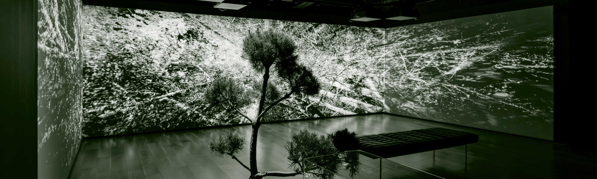 Les arbres communiquent entre eux