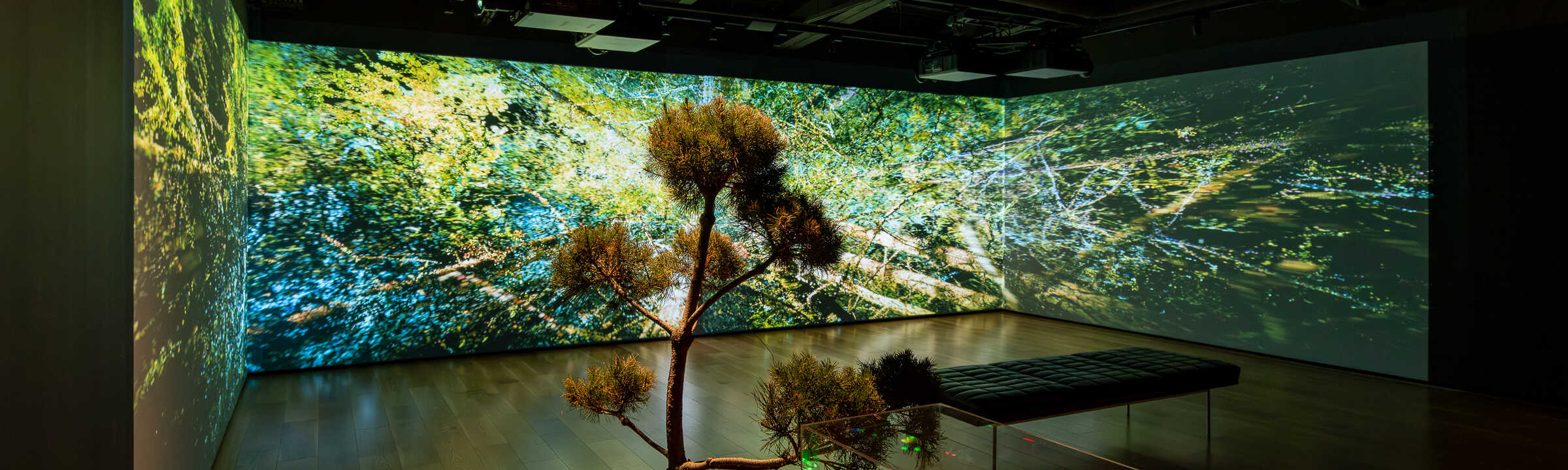 Les arbres communiquent entre eux